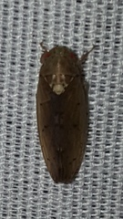 Ponana