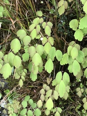 Thalictrum urbainii