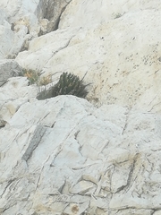 Agave victoriae-reginae