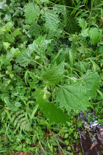 Image of Urtica thunbergiana by (c) 如此甚好, some rights reserved (CC BY)