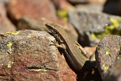 Pyrenean Rock Lizard photo 3