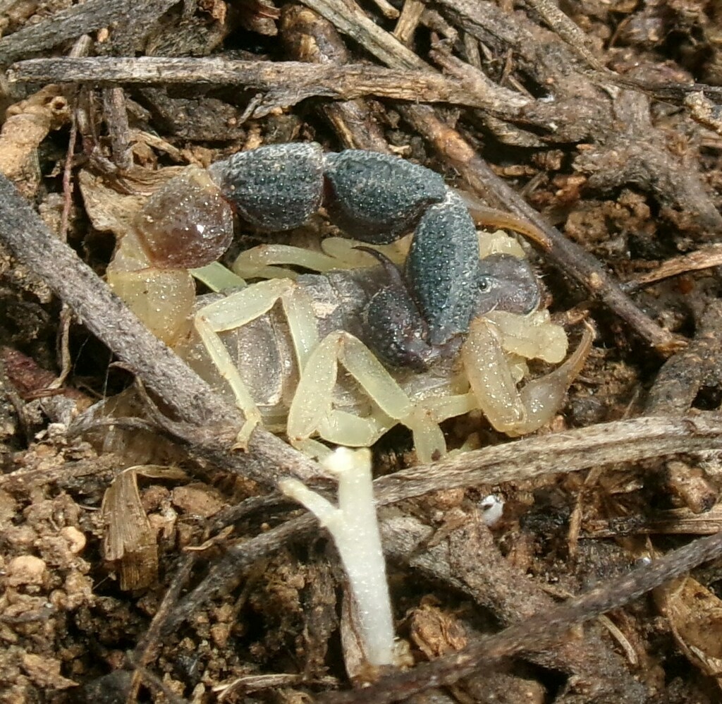 Butheolus