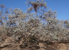 Eucalyptus gillii