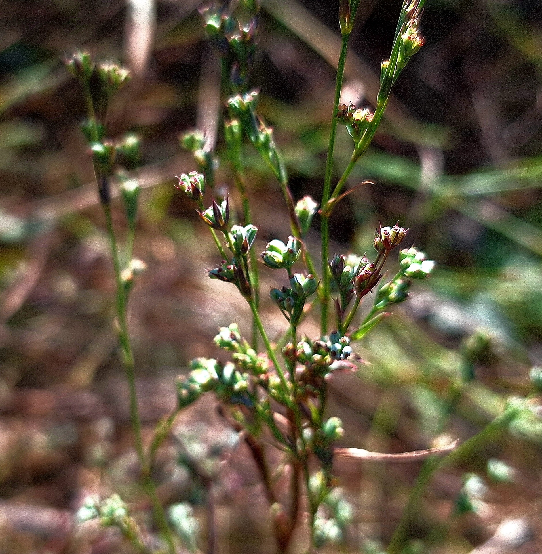 Bupleurum affine