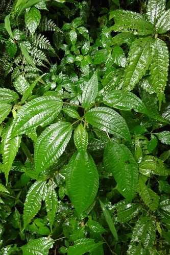 Image of Pilea melastomoides by (c) 如此甚好, some rights reserved (CC BY)