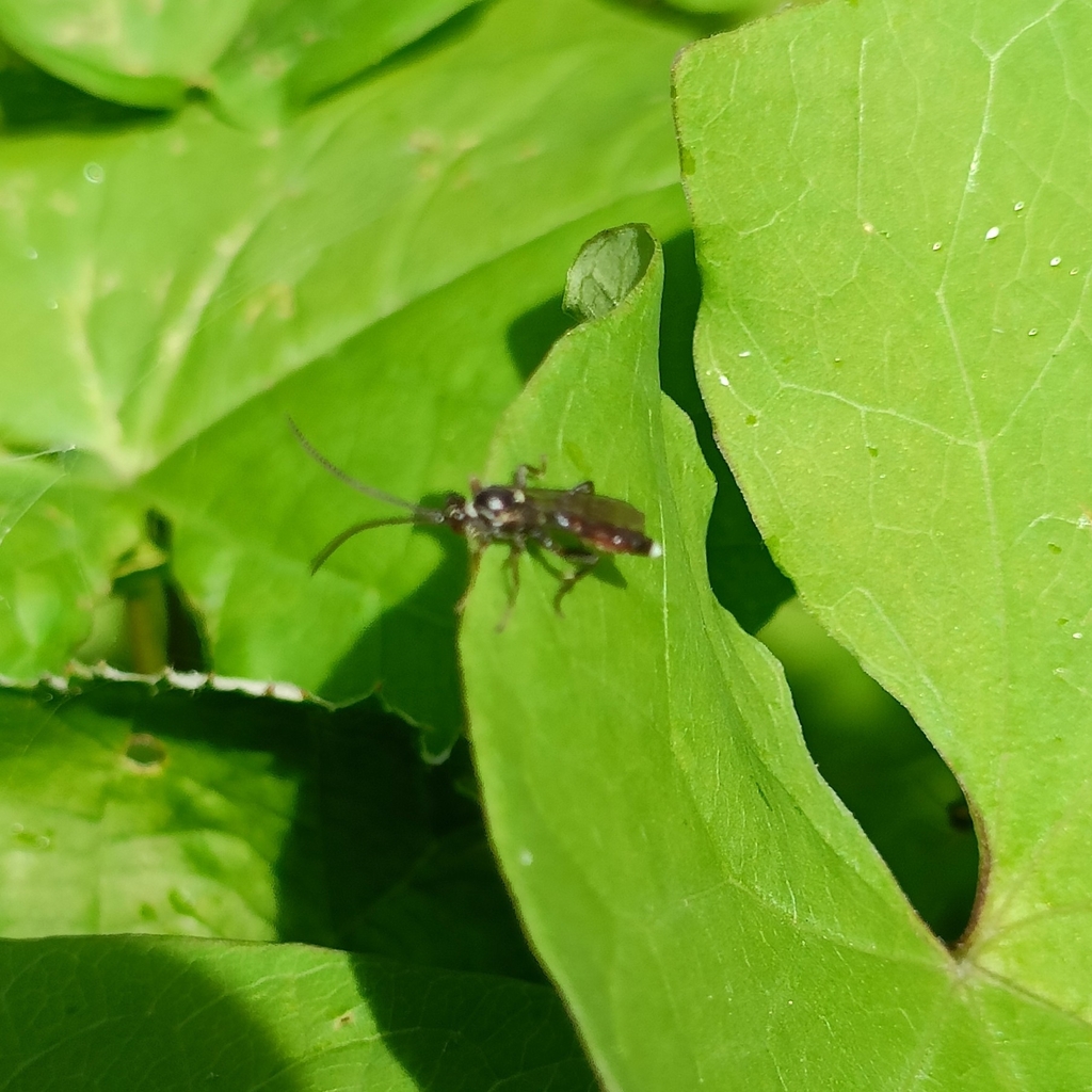Vulgichneumon suavis
