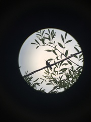 Cynanthus latirostris