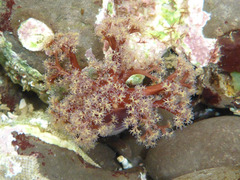 Themiste pyroides