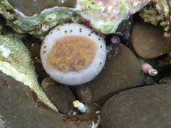 Themiste pyroides