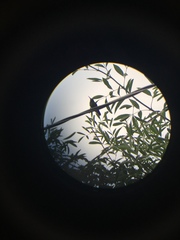 Cynanthus latirostris