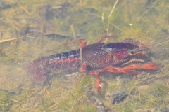 Procambarus acutus