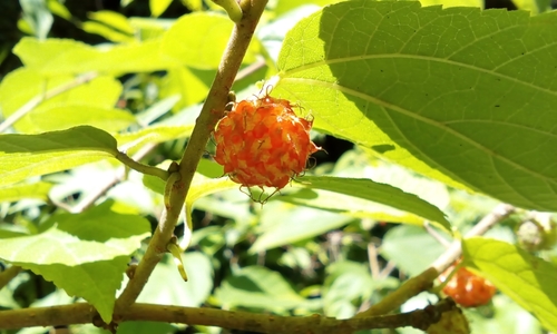 Japanese paper mulberry (Broussonetia kazinoki)