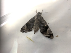 Acosmeryx pseudonaga