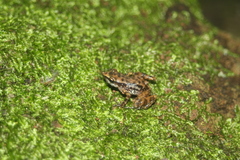 Eleutherodactylus pallidus