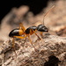 Banded Sugar Ant - Photo (c) t-weichselbaum, some rights reserved (CC BY-NC)