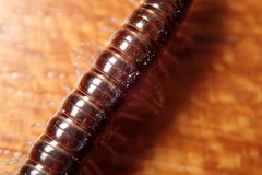 Aponedyopus montanus