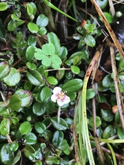 Cotoneaster morrisonensis