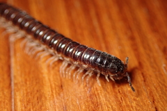Aponedyopus montanus