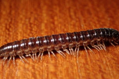Aponedyopus montanus