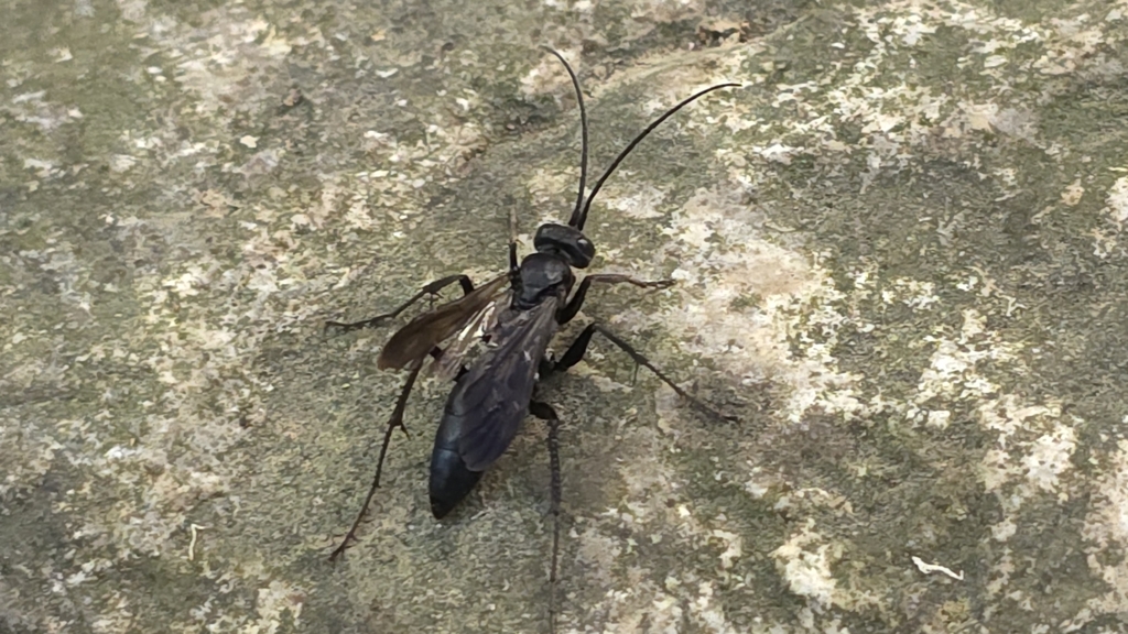 Cryptocheilus notatus