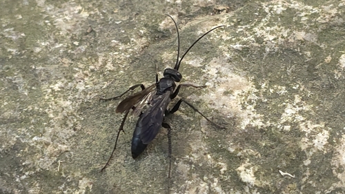 Cryptocheilus notatus