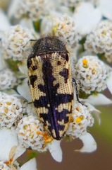 Acmaeoderini
