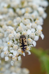 Acmaeoderini