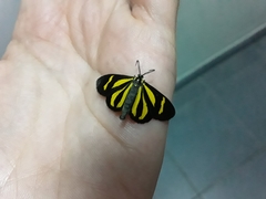 Cyllopoda claudicula