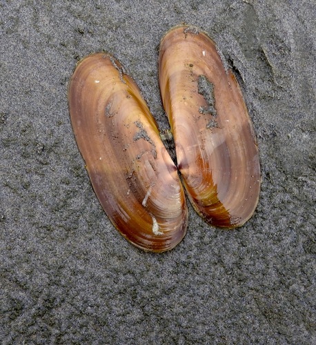 Pacific Razor Clam