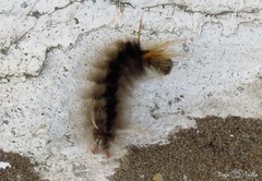 Halysidota ruscheweyhi