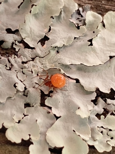 Spotted Cobweaver photo 4