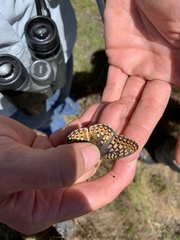 Speyeria callippe comstocki