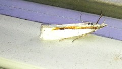 Crambus girardellus