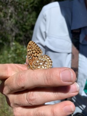Speyeria callippe comstocki