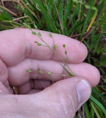 Dichanthelium depauperatum