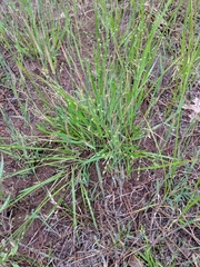 Dichanthelium depauperatum