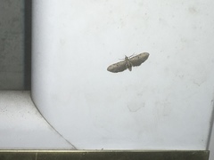 Eupithecia miserulata