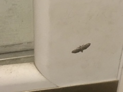 Eupithecia miserulata
