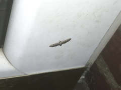 Eupithecia miserulata
