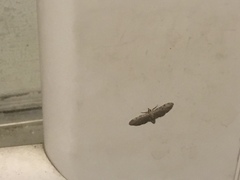 Eupithecia miserulata