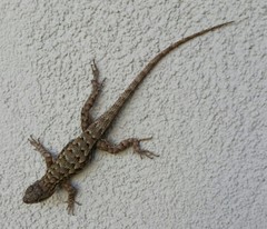 Sceloporus occidentalis