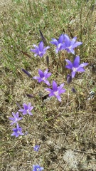Brodiaea