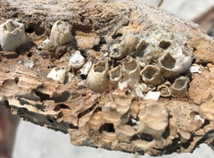 Amphibalanus eburneus