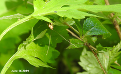 Nemophora staudingerella