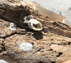 Amphibalanus eburneus