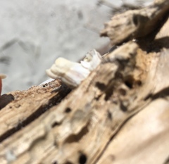 Amphibalanus eburneus