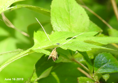 Nemophora staudingerella