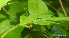 Nemophora staudingerella