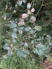 © 中岳瑰-徐崧瑋, some rights reserved (CC-BY-NC)