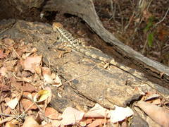 Sceloporus utiformis
